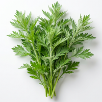 Wormwood (Artemisia Annua) Extract