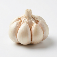 Garlic Bulb Extract