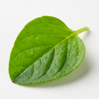 Oregano Leaf Extract