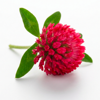 Red Clover Flower Extract