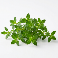 Thyme Leaf Extract