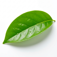 Graviola Leaf Extract